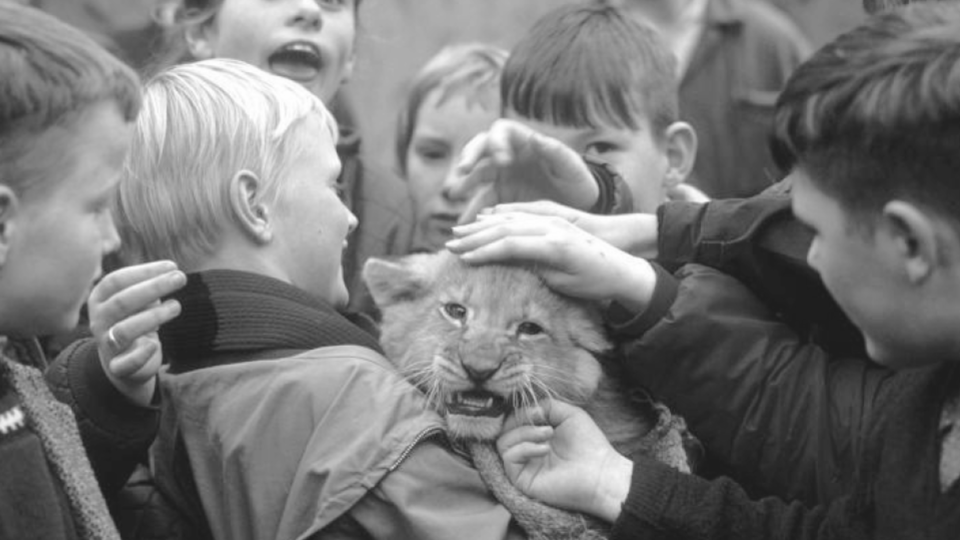 Nationaal Archief, Kinderen Met Welp / Children Holding Whelp, 2011, photo from Flickr.